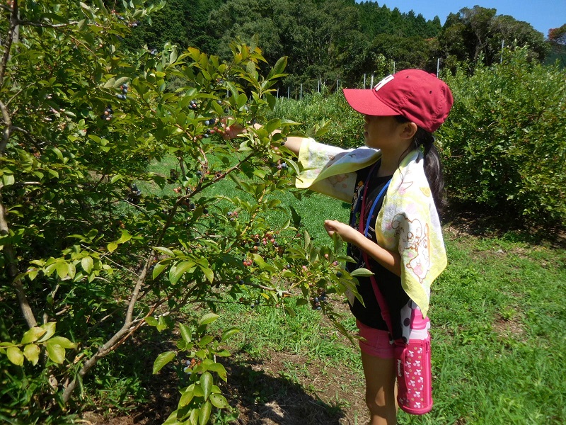 鹿児島キワニスクラブ　夏の体験キャンプ　ブルーベリー収穫体験